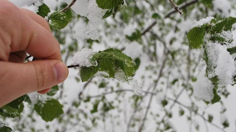 Frost Warning in Ankara; Important Advice for Farmers to Protect Their Crops